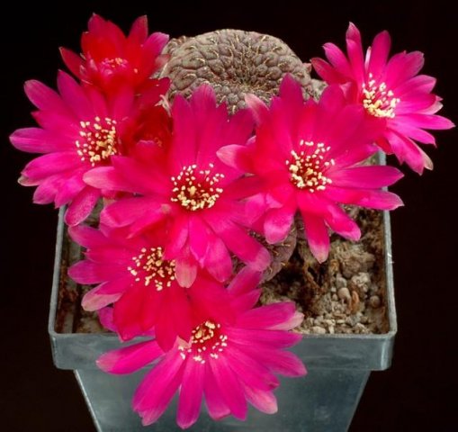 Sulcorebutia_raushii