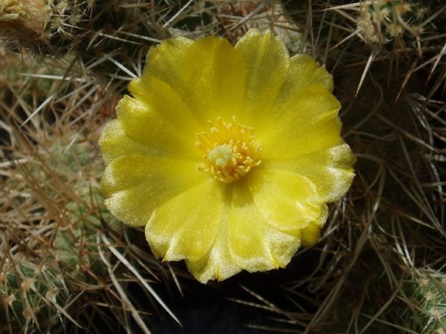 Tephrocactus