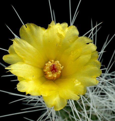 Tephrocactus_weberi