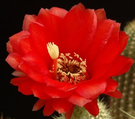 Trichocereus_huascha