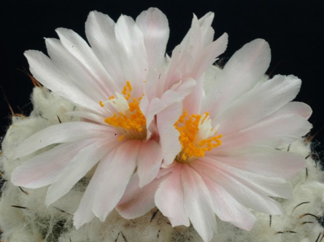 Turbinicarpus_lophophoroid