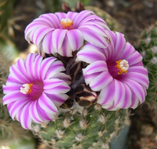 Turbinicarpus_x_mombergeri