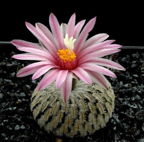Turbinicarpus_x_monbergeri