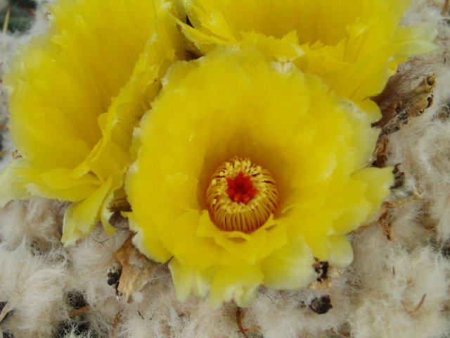 Wigginsia_tephracanthus