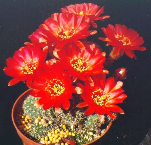 chamaelobivia_x_saltensis