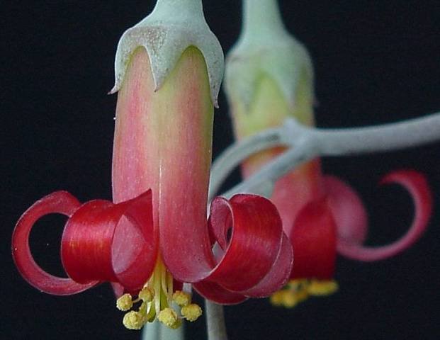cotyledon_orbiculata