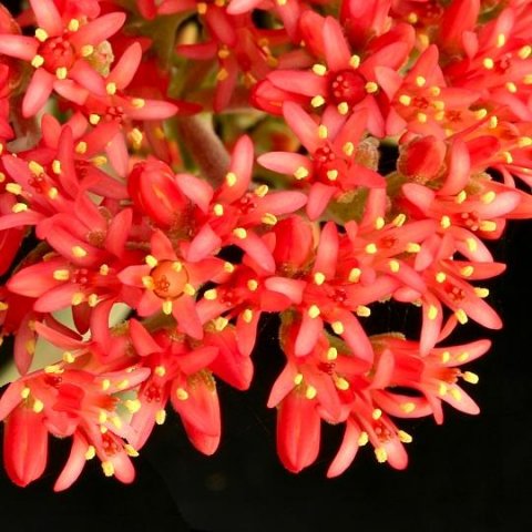 crassula_falcata