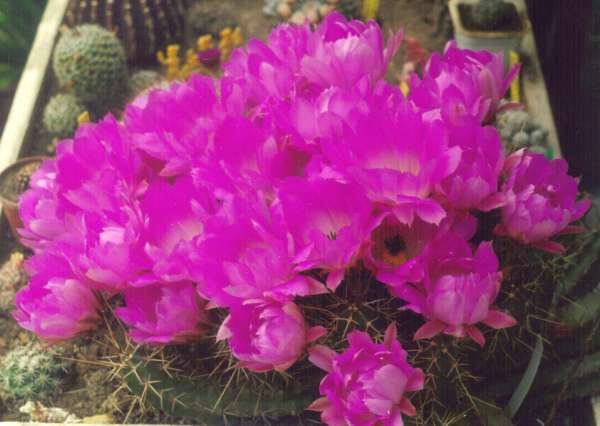 echinocereus_pentalophus_1