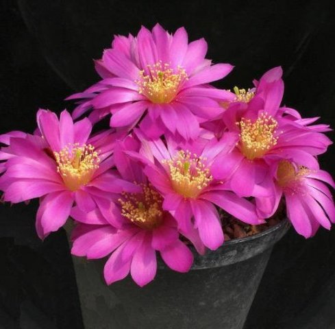 echinocereus_pulchellus_ssp_acanthosetus