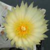 Astrophytum_myriostigma