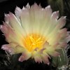 Astrophytum_ornatum_1