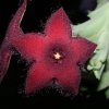 Caralluma_melanantha