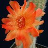 Chamaecereus_sylvestrii