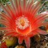 Echinocactus_grussonii_2