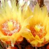 Echinocactus_grussonii_3