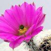 Echinocereus-pamanesiorum
