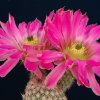Echinocereus_berlandieri