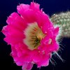 Echinocereus_chisoensis_v_fobeanus