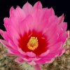 Echinocereus_ferreirianus