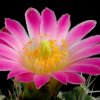 Echinocereus_knippelianus