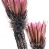 Echinocereus_kroenleinii