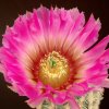 Echinocereus_perbellus