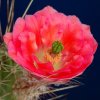 Echinocereus_polyanthus