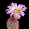Echinocereus_scopulorum