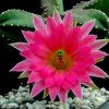 Echinocereus_sheerii