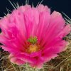 Echinocereus_stramineus