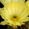 Echinocereus_subinermis