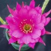 Echinopsis