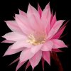 Echinopsis_(dikensiz)