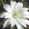 Echinopsis_1