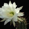 Echinopsis_bridgesii