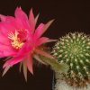 Echinopsis_cordobensis_1