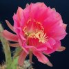 Echinopsis_mammillosa