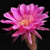 Echinopsis_romance