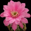 Echinopsis_rubelliflora