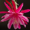 Epiphyllum_4