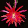Epiphyllum_8