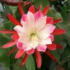 Epiphyllum_cv_Clown_Schusterkaktus