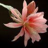 Epiphyllum_cv_Hugo_Socnic