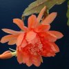 Epiphyllum_cv_matagama