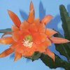 Epiphyllum_hybrids