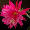 Epiphyllum_prof_Dr_Ebert