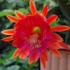 Epiphyllum_saxonia