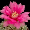 Gymnocalycium_1