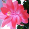 Schlumbergera_1