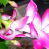 Schlumbergera_2